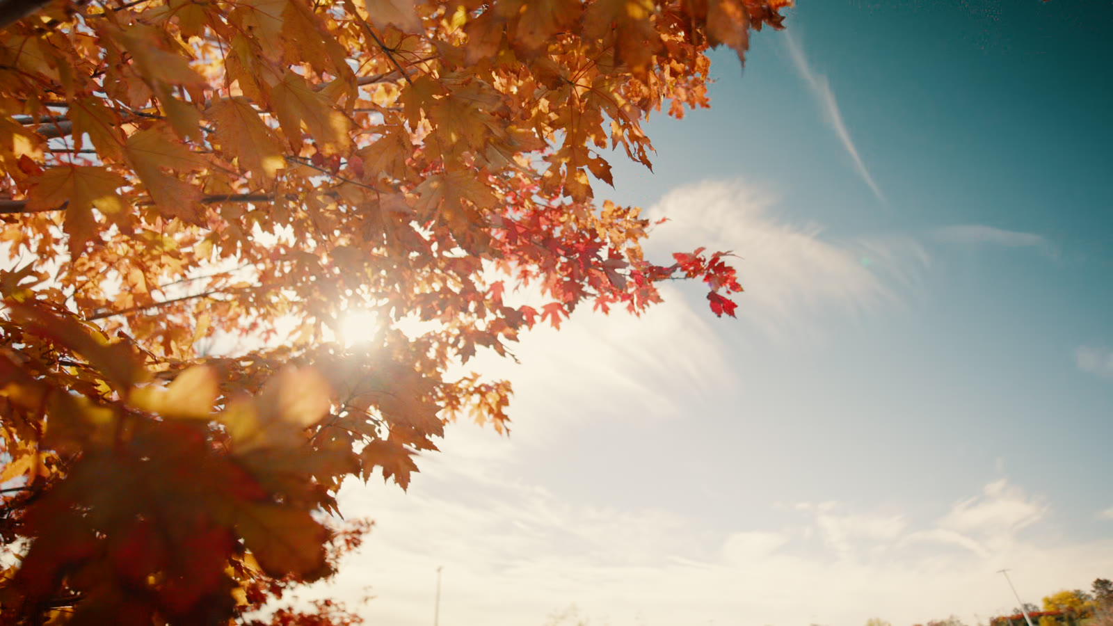 Autumn leaves against the sun, with Pimenta Essentials